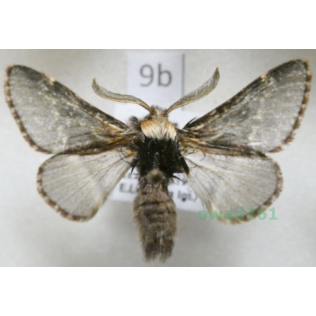 Poecilocampa populi (Linnaeus, 1758) male Czech9b